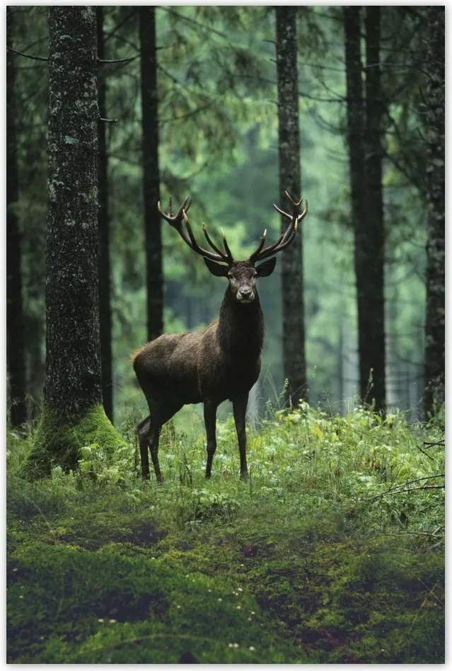 Poszterek 80x120 Szarvas az erdő közepén