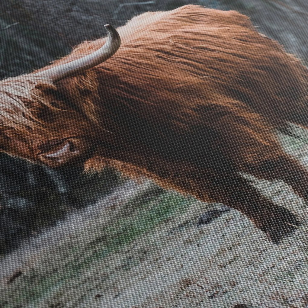 Kép - Skót tehén 2 (120x50 cm)