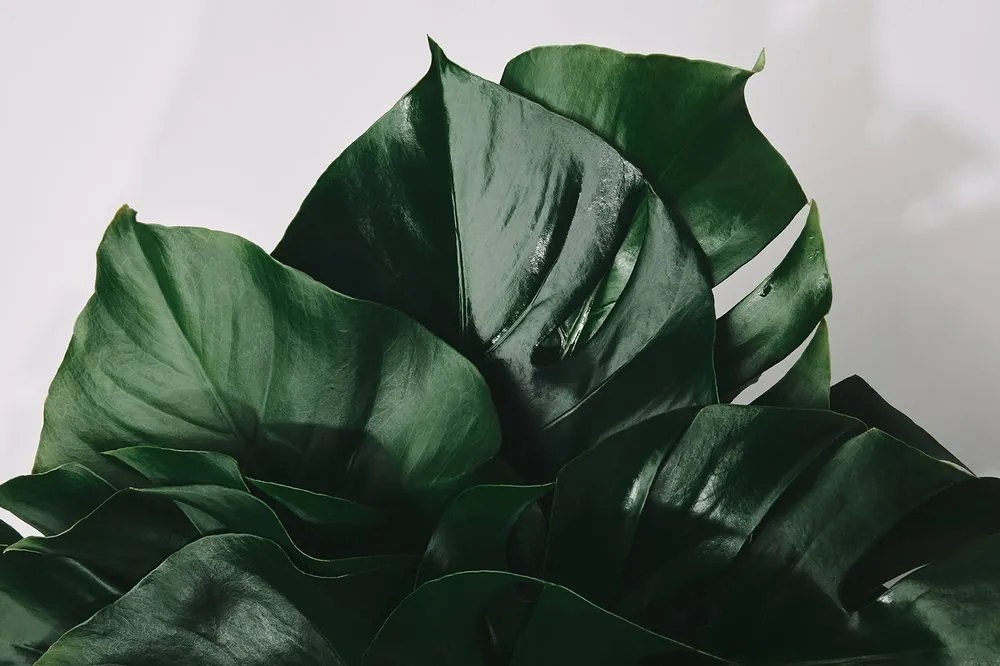 Fotótapéta monstera levél