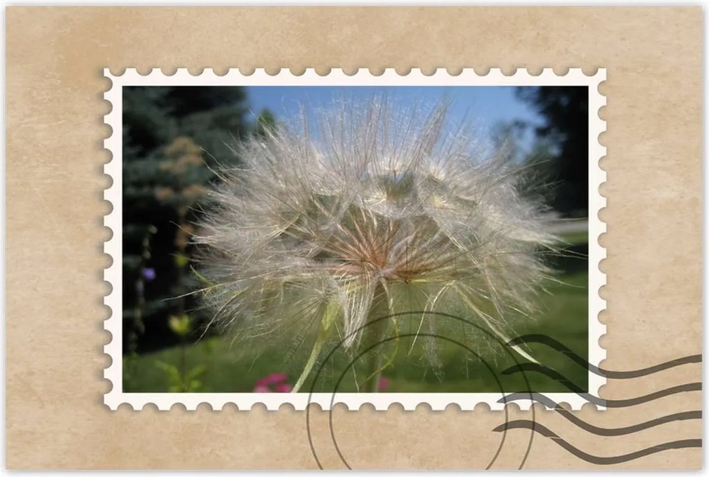 Poszterek 60x40 Pitypang Virág Virágok