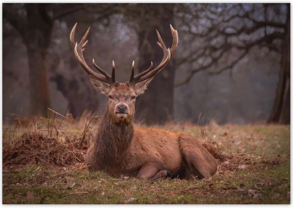 Poszterek 100x70 Szarvas felszarvazott