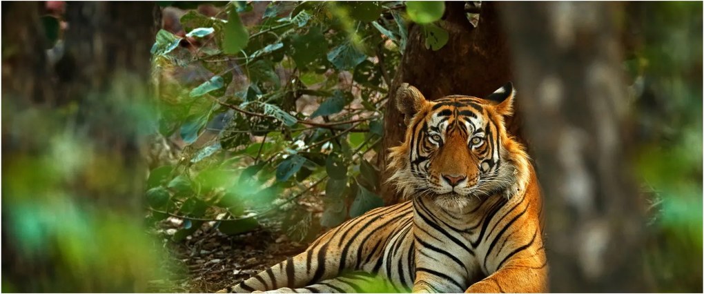 Pihenő tigris képe (120x50 cm)