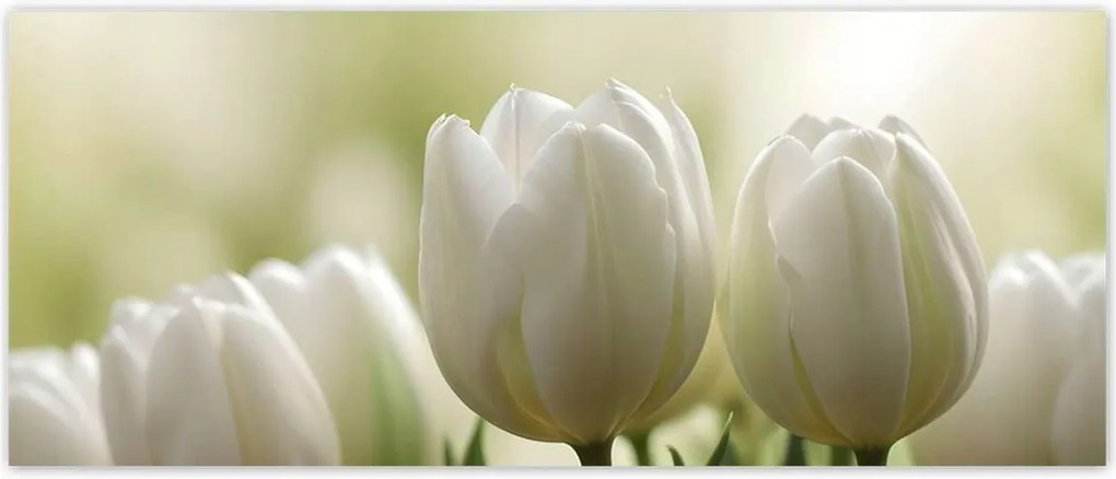 Fotótapéták 250x104 Fehér tulipánok