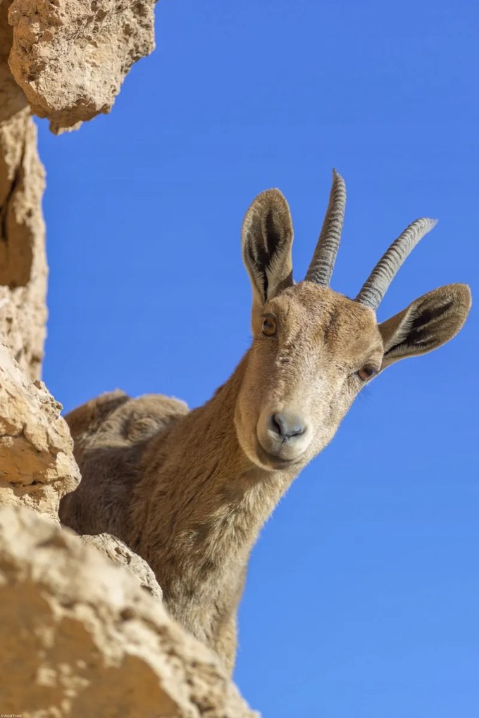 Poszter 40x60cm Ibex Nubiana 2, Assaf Frank