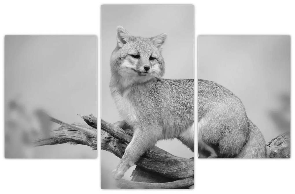 Kép - Szürke róka (90x60 cm)