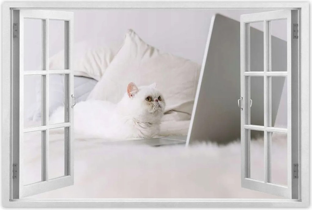 Poszterek 60x40 Cica Cicák Macskák