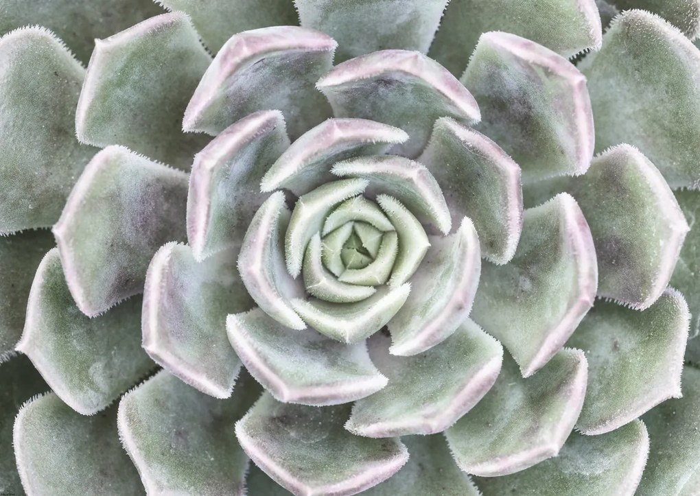 Poszter 84x59,5cm Pozsgás, Assaf Frank