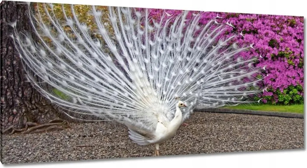 Vászonkép 115x55 Madarak