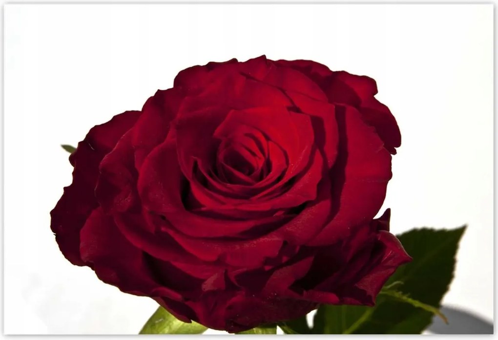 Poszterek 200x135 Vörös rózsa fehér között