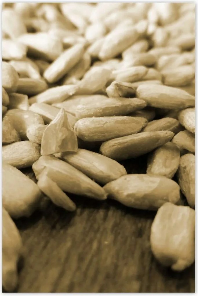 Poszter 60x90 Hántolt napraforgó