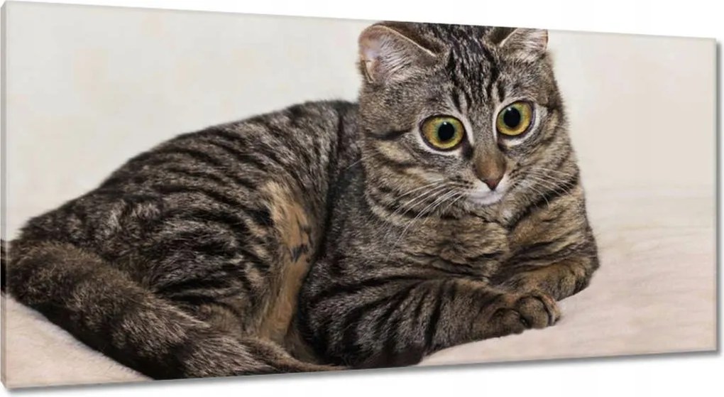 Vászonkép 115x55 Cica