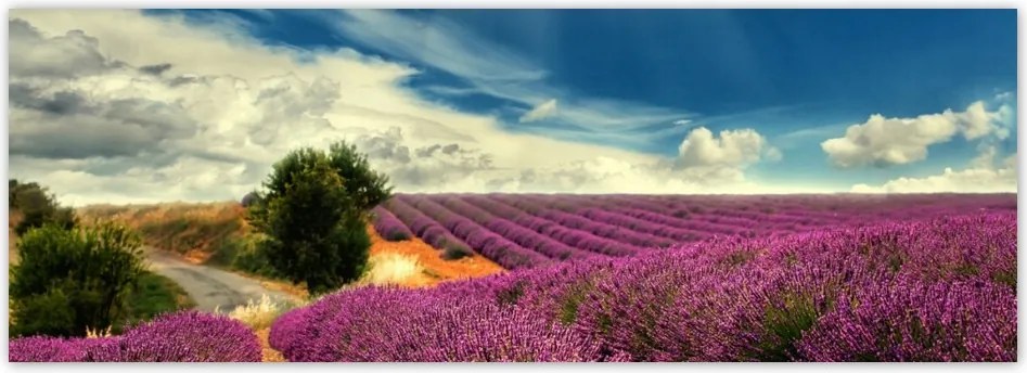 Fotótapéta flizelina 624x219 Levendula mező