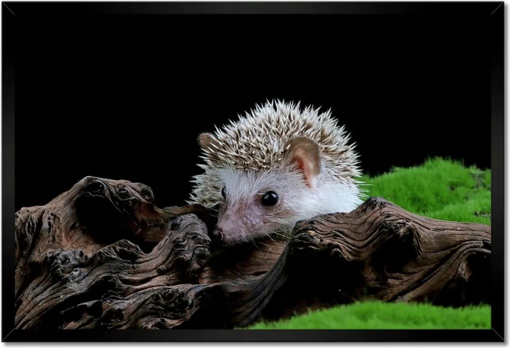 Poszter keretben 60x40 Sündisznó a zöld mohán