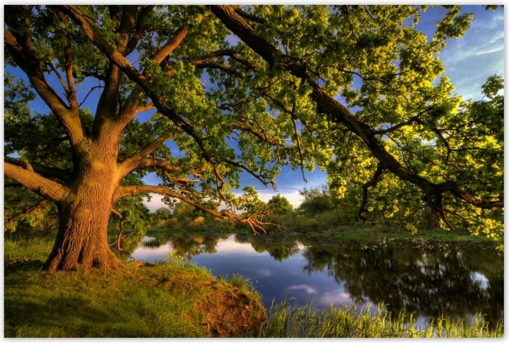 Poszterek 120x80 Tölgy a croissant-ban