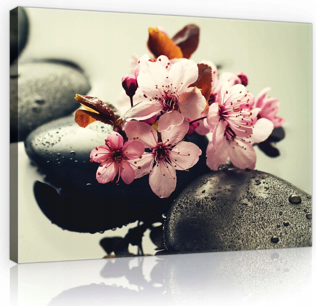 Vászonkép 80x60 Cseresznyevirágok spa kövek vízcseppek nyugalom harmónia