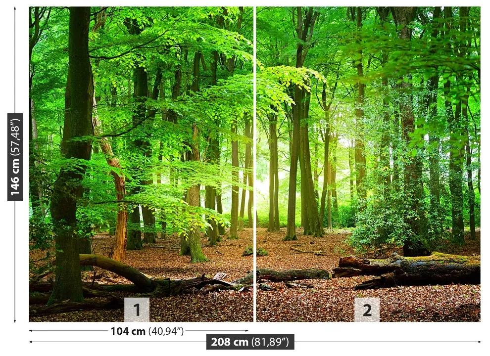 Fotótapéta tavaszi erdő 104x70 cm