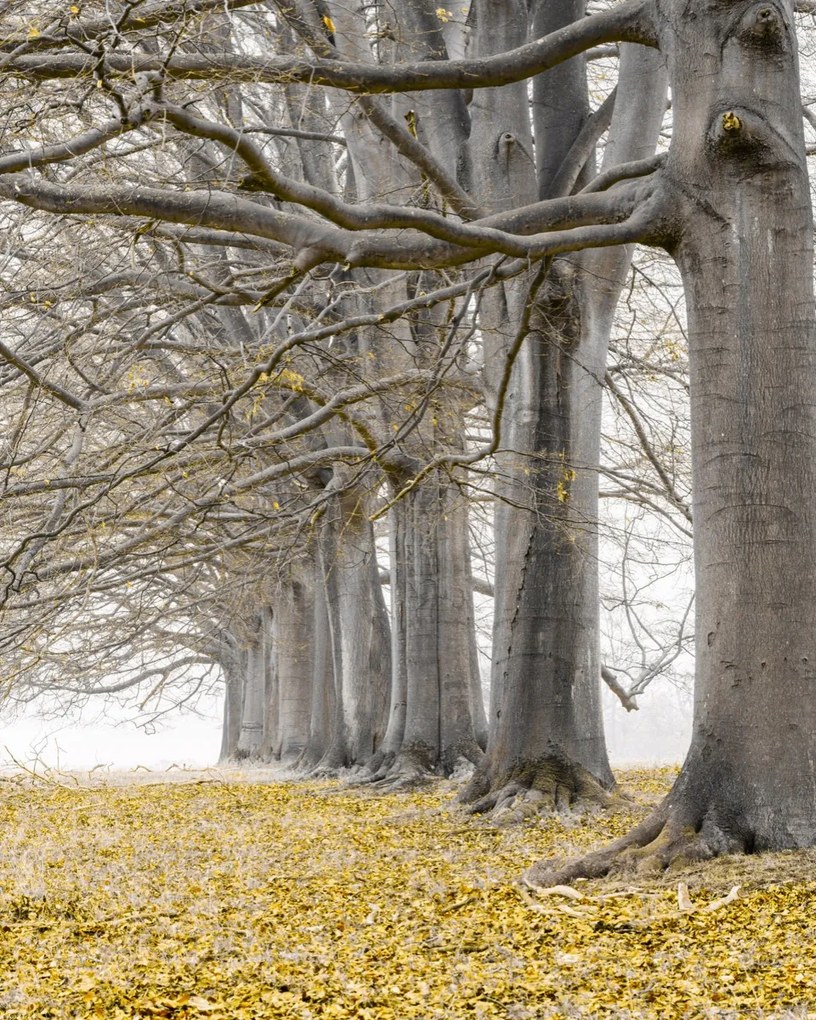 Poszter 40x50cm Fák egy sorban sárga levelek, Assaf Frank