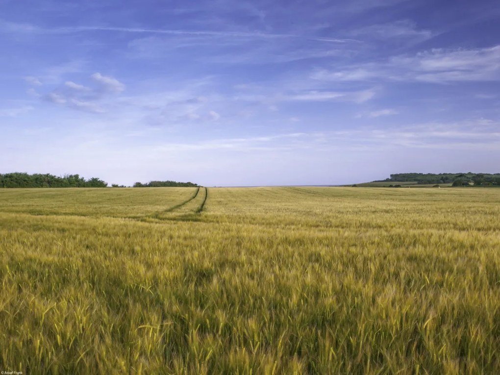 Poszter 40x30cm Búzamező a kék égbolt hátterében, Assaf Frank