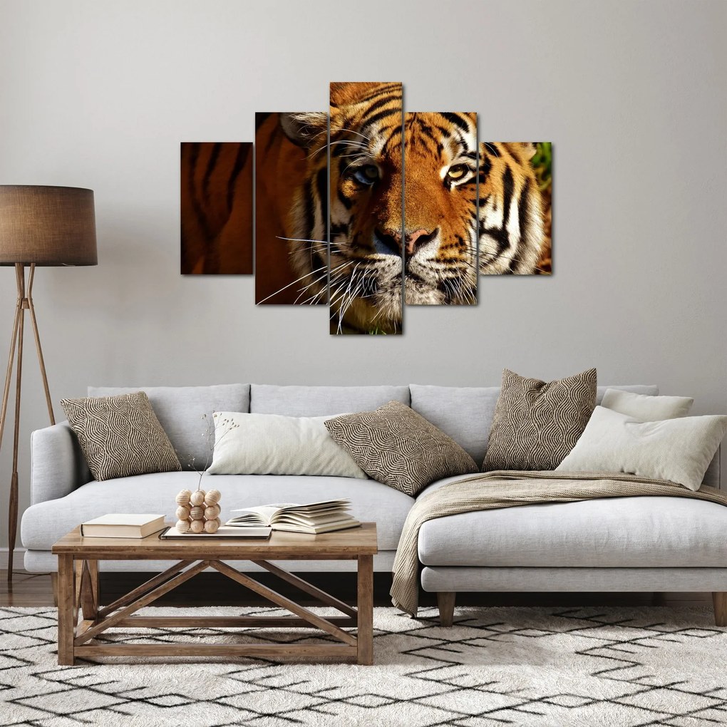 Tigris képe (150x105 cm)