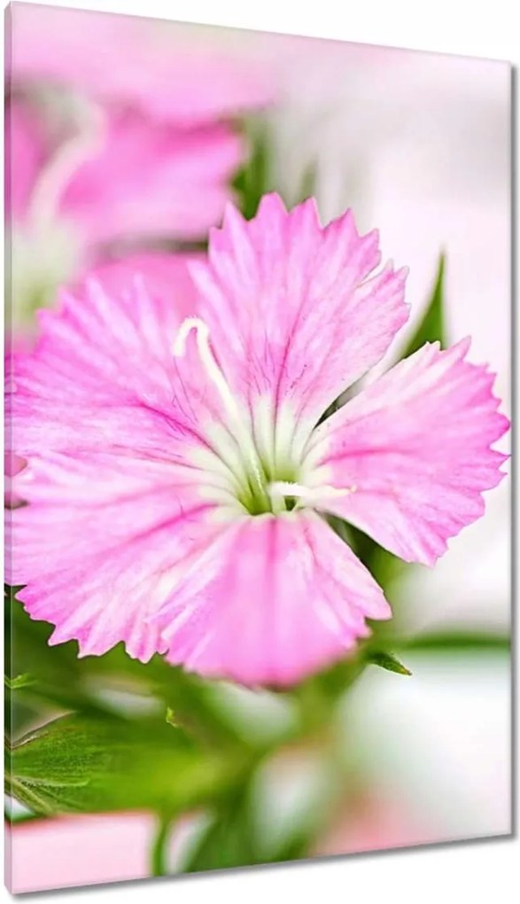 Vászonkép 80x120 Virágok