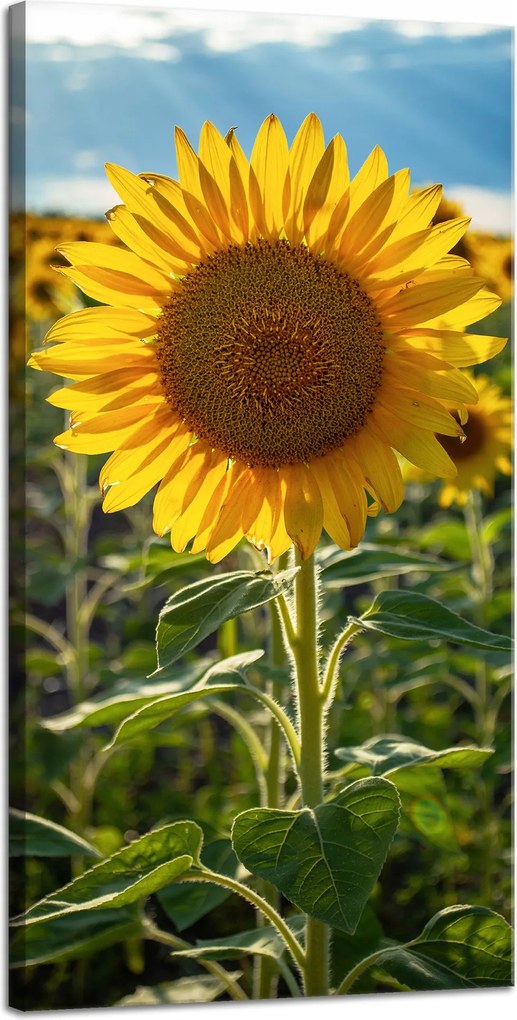 Vászonkép Botanika Napraforgó a mezőn 40x80