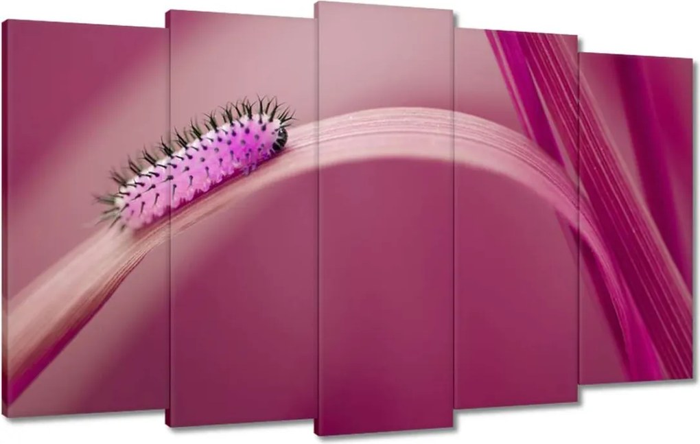 Vászonkép 100x60 Rózsaszín hernyó