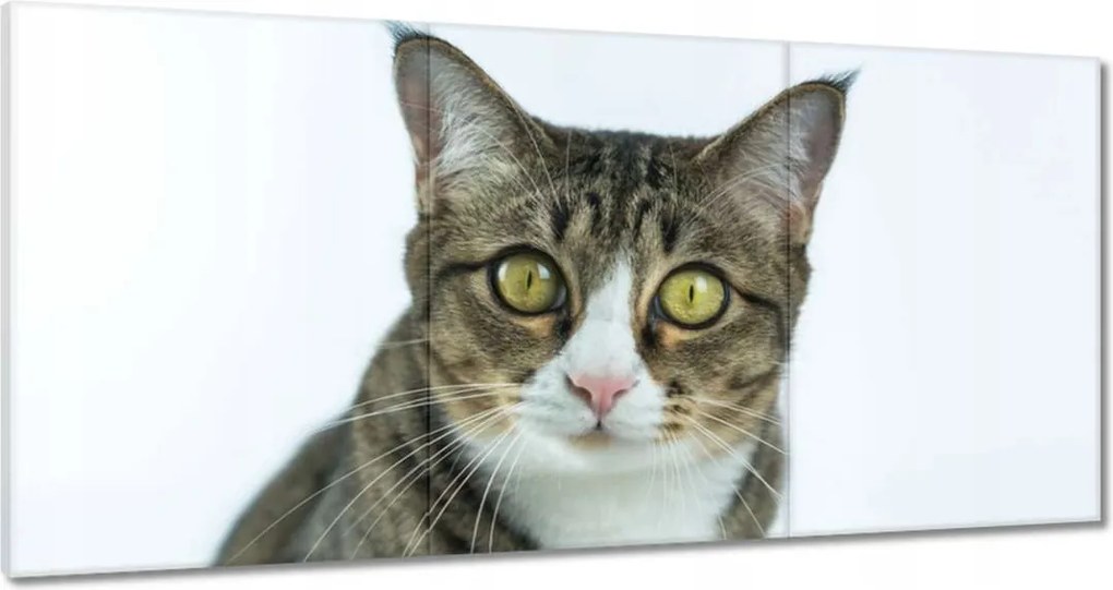 Vászonkép 120x60 Cica Cicák Macskák