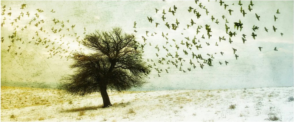 Kép - Festett madárállomány (120x50 cm)