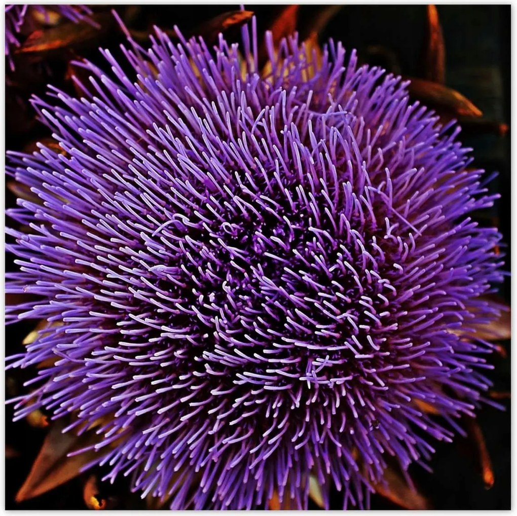 Poszter 70x70 Virág Lila Csipkebogyó