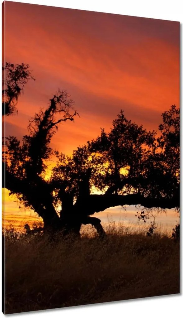 Festmények 80x120 Akác Afrikában