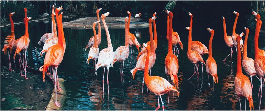 Flamingók csordája (120x50 cm)