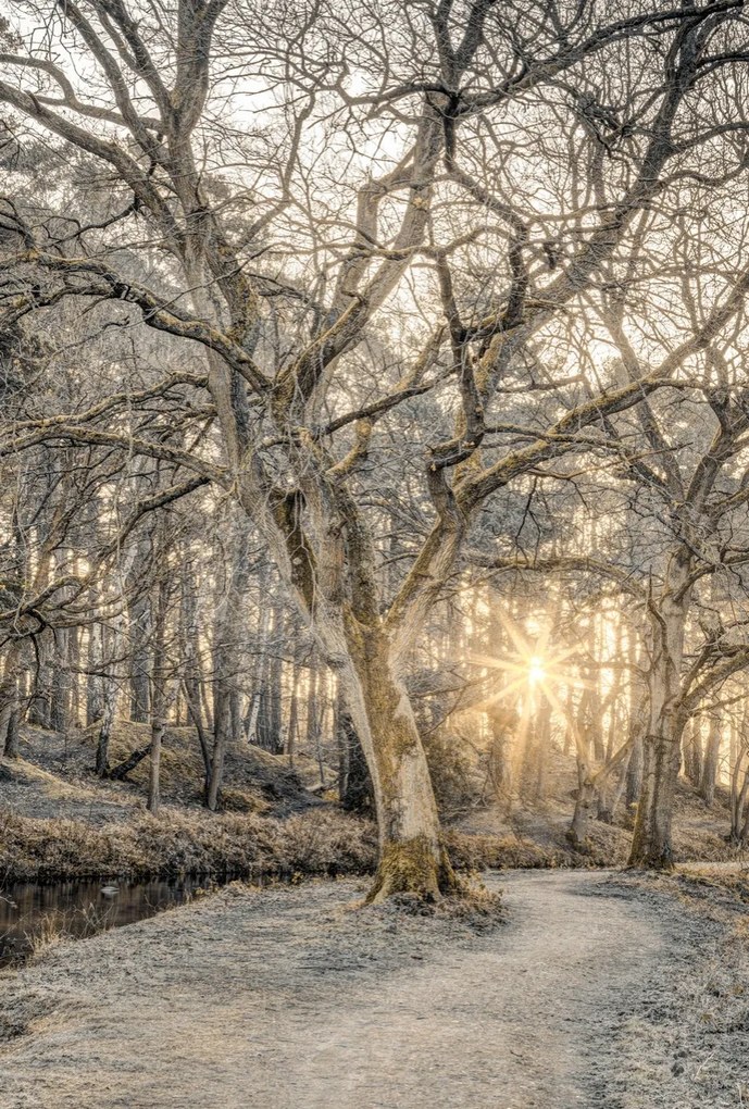 Poszter 67,5x100cm Vidéki csatorna fákkal és ösvényrel 2, Assaf Frank