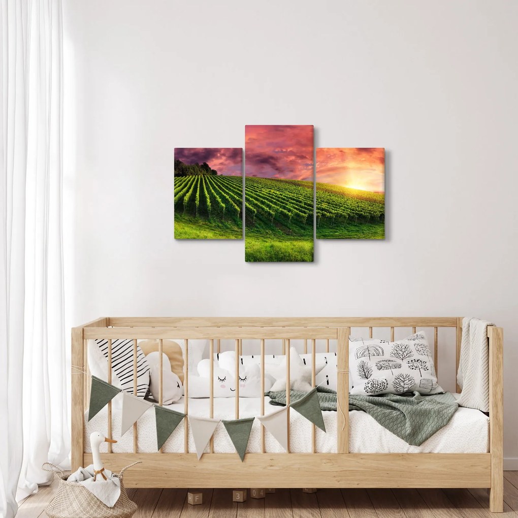 Szőlőskert és a színes égbolt képe (90x60 cm)