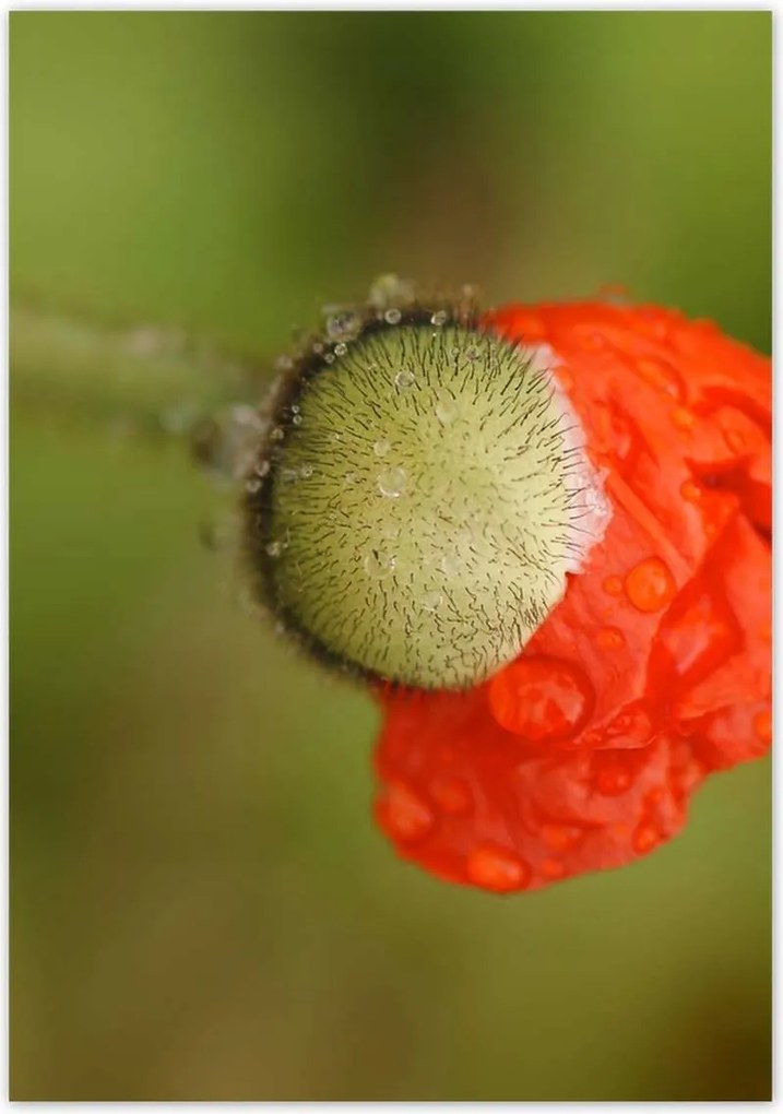 Poszterek 70x100 Pipacs Virágok