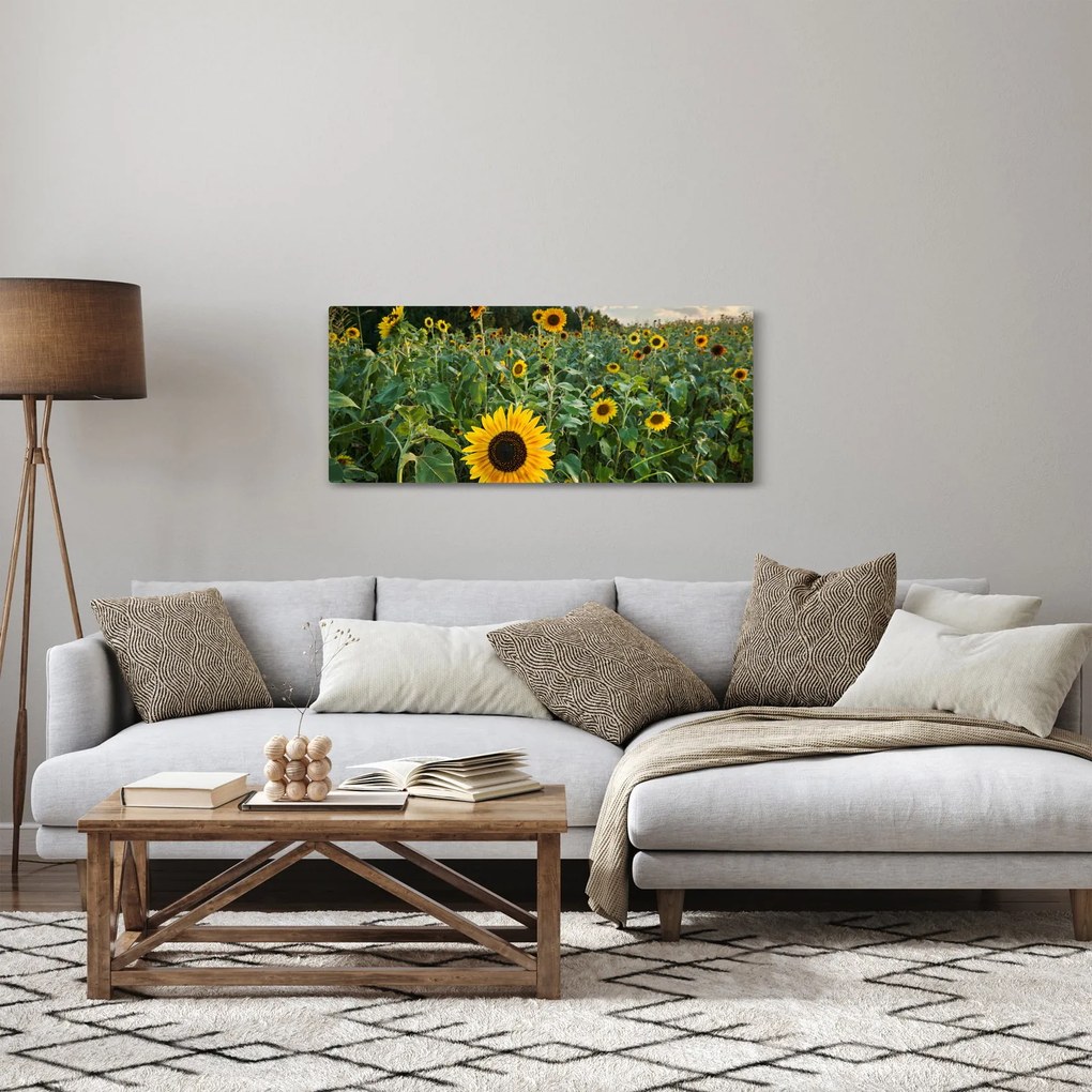 Kép - Napraforgómező II. (120x50 cm)