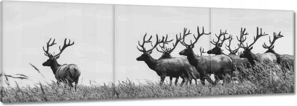 Vászonkép 90x30 Szarvascsorda Felszarvazott