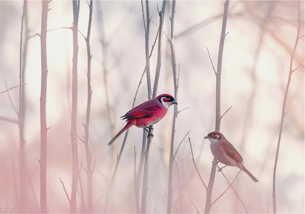 Flizelin tapéta falra Prémium madár pár 208x146 ragasztó