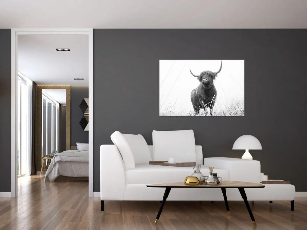 Kép - Skót tehén 4, fekete-fehér (90x60 cm)