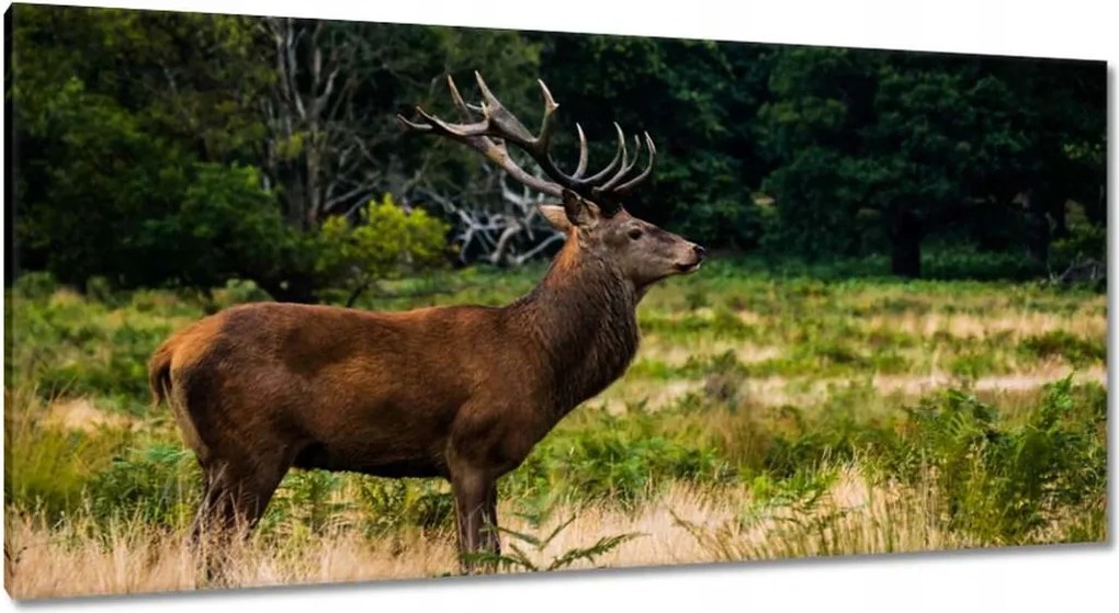 Vászonkép 115x55 Óriás szarvas Tájkép