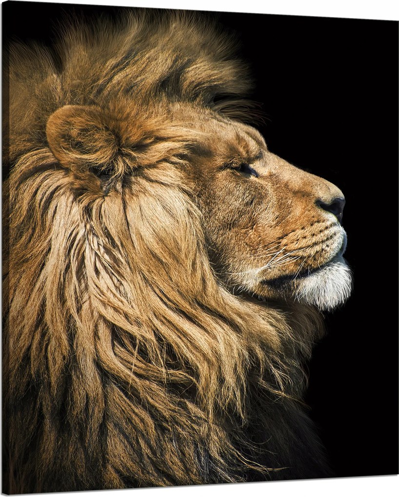 Vászonkép Oroszlán portré Oldal Vadság Természet 80x100 cm