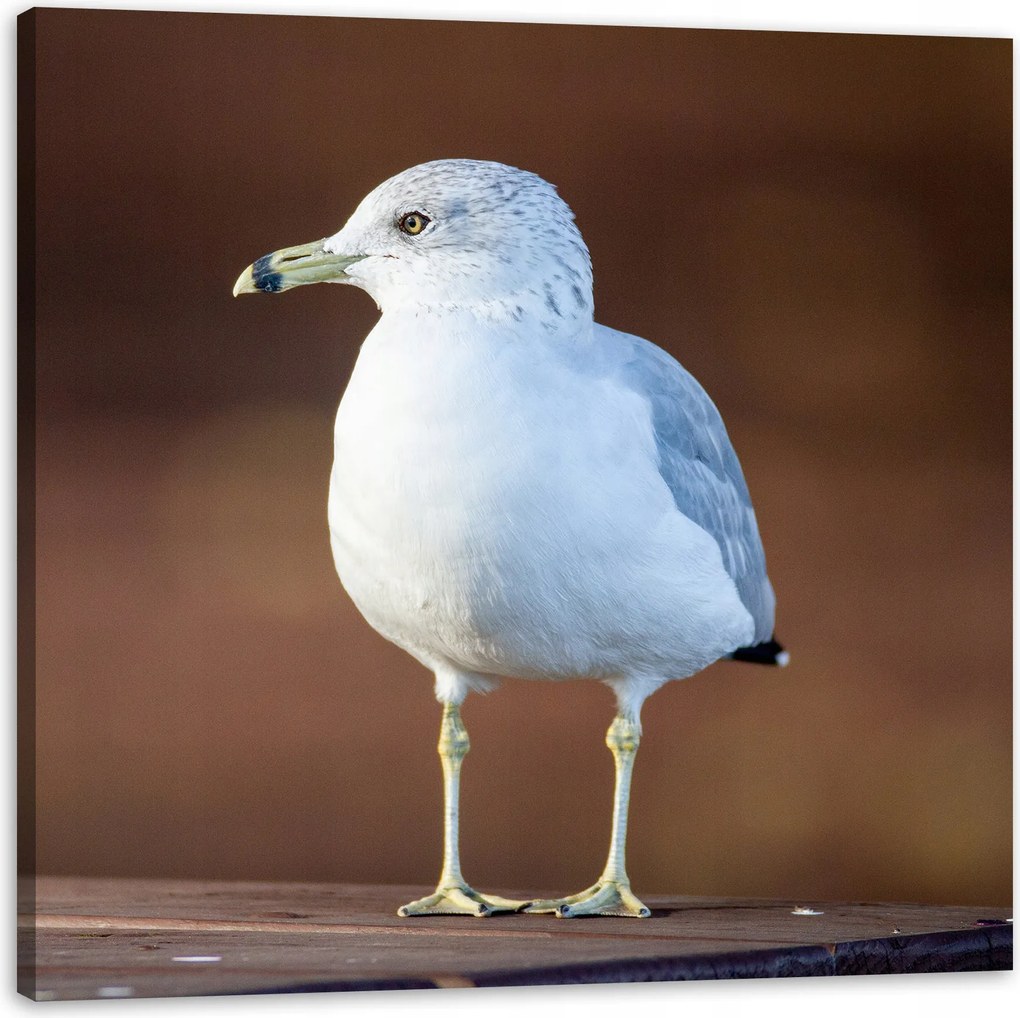 Vászonkép Állatok Fehér sirály 40x40 cm