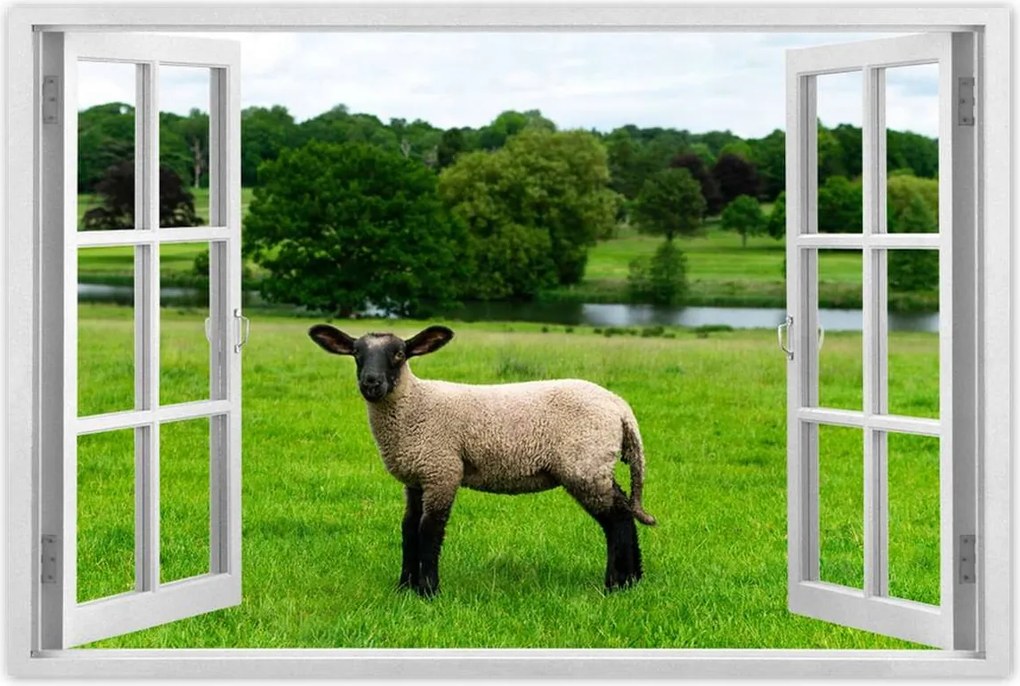 Poszterek 60x40 Juh legeltetés Bárányok