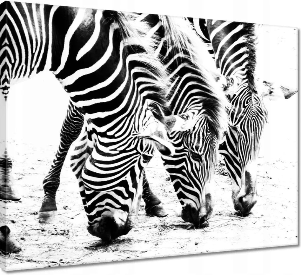 Vászonkép 50x40 Zebra csíkok