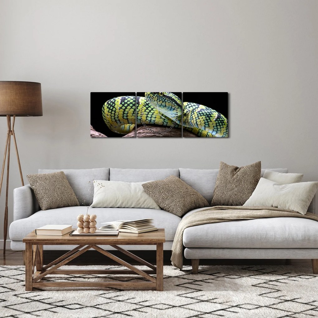 Kép - Wagler csörgőkígyó (órával) (90x30 cm)