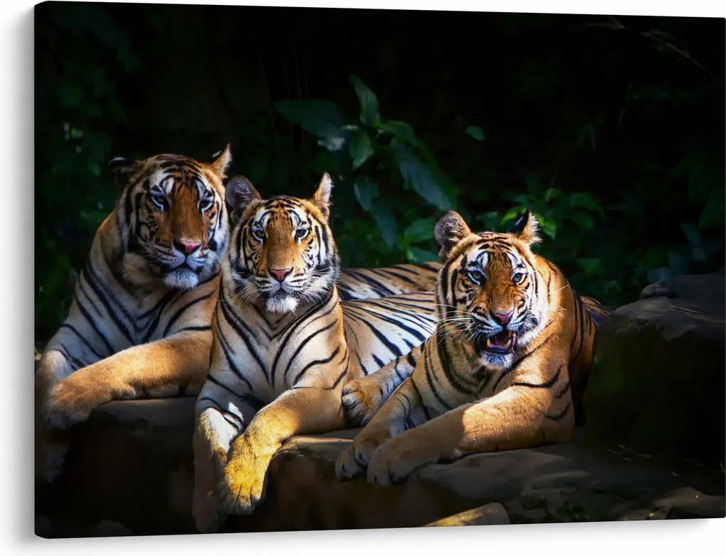 Kép - Tigris testvérek (70x50 cm)