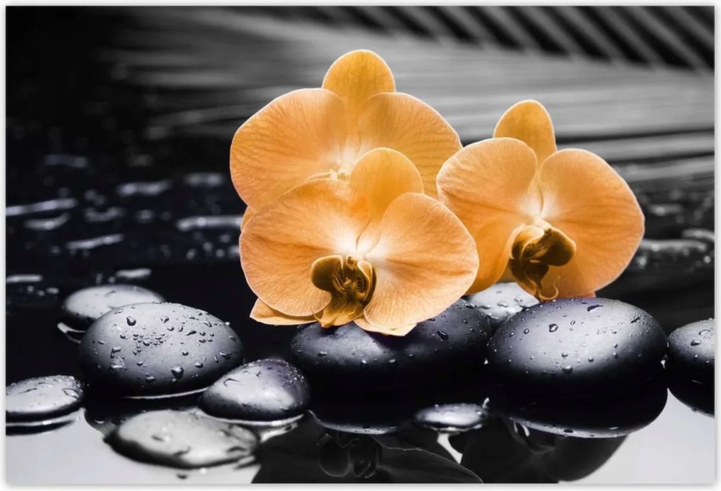 Poszterek 155x105 Narancssárga orchideák
