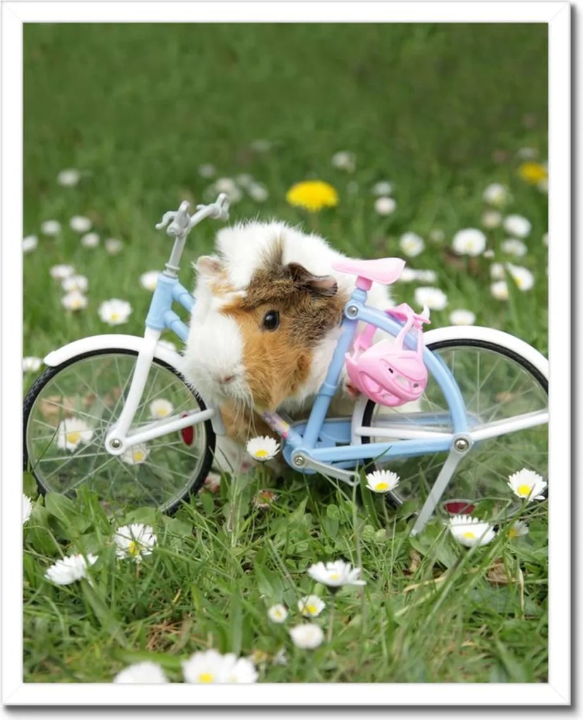 Poszterek keretben 40x50 Tengerimalac a réten