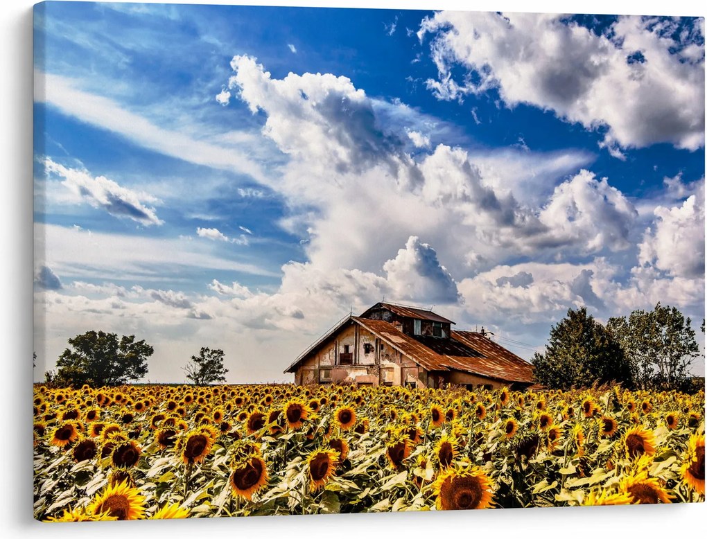 Napraforgó mező képe (70x50 cm)
