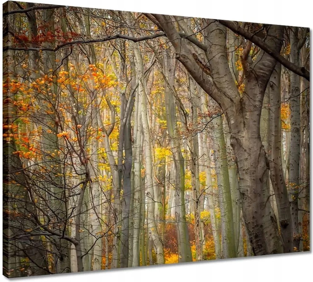 Vászonkép 50x40 Tájkép Látvány