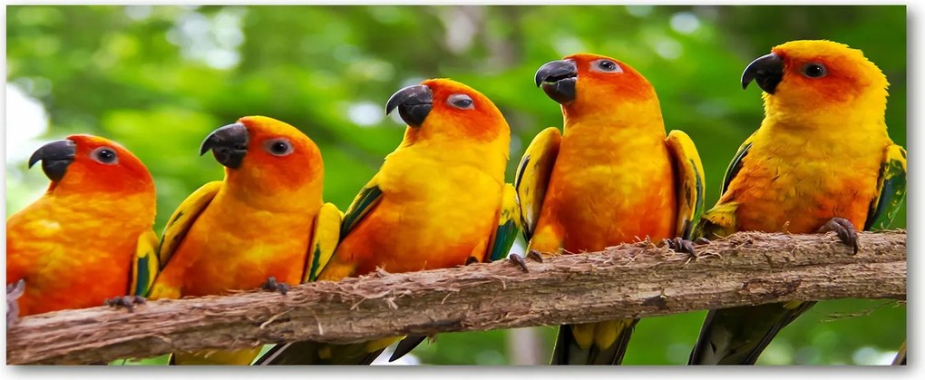 Lacobel konyhai szekrények alá Papagájok az ágon XXL